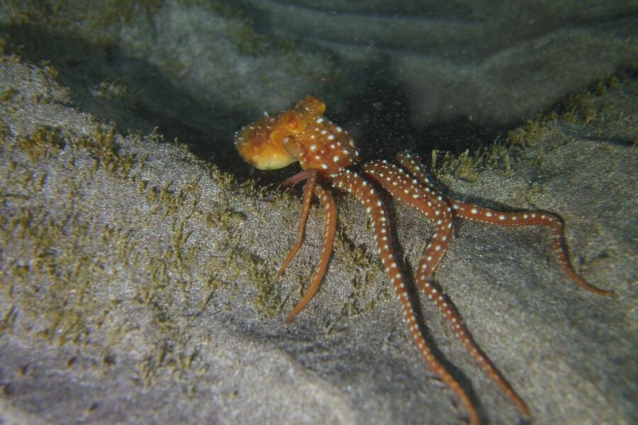 Tenerife: 2 Diving Sessions for Certified Divers - What to bring (and what to leave out)