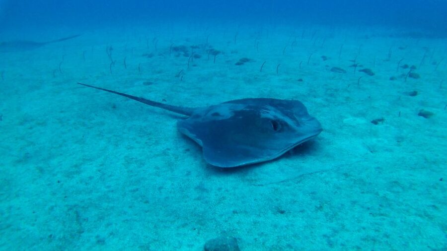 Tenerife: 2 Diving Sessions for Certified Divers - Languages and guide communication: don’t let that be a surprise