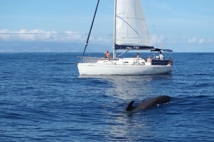 Tenerife: 3 &-6 Hour Private Whale & Dolphin Watching - Key highlights worth planning for