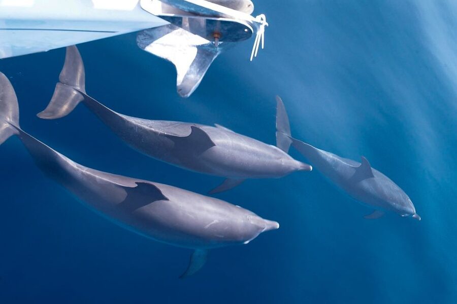 Tenerife: 3 &-6 Hour Private Whale & Dolphin Watching - The yacht day: why a private sailing charter feels different