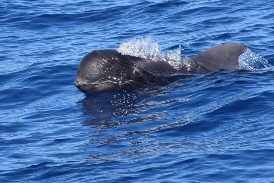 Tenerife: 3 &-6 Hour Private Whale & Dolphin Watching - Tenerife’s south coast: the scenery and the marine-life odds