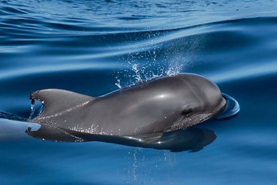 Tenerife: 3 &-6 Hour Private Whale & Dolphin Watching - Who this trip suits best (and who should skip it)