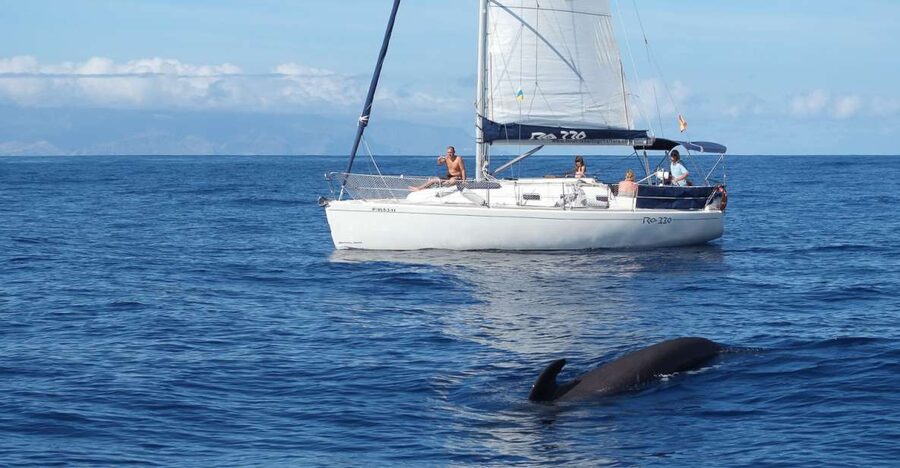 Tenerife: 3 &-6 Hour Private Whale & Dolphin Watching - The one drawback to keep in mind (and how to handle it)