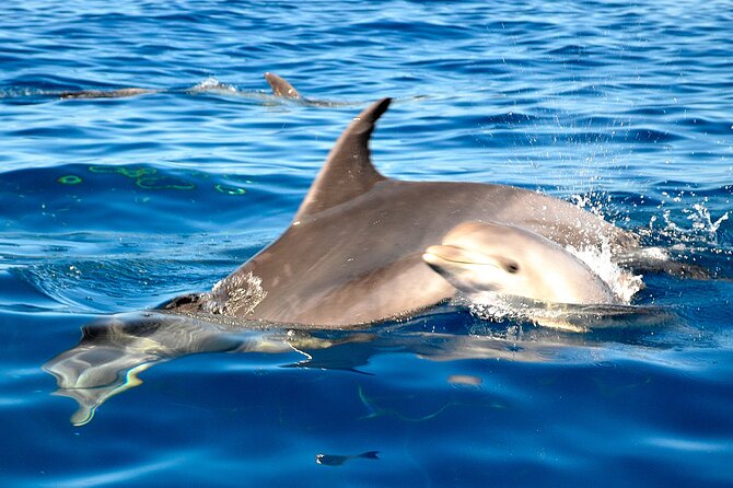Tenerife 3-Hour Discover Whales and Dolphins - Stop 1: La Caleta de Adeje snorkel stop in a lava bay