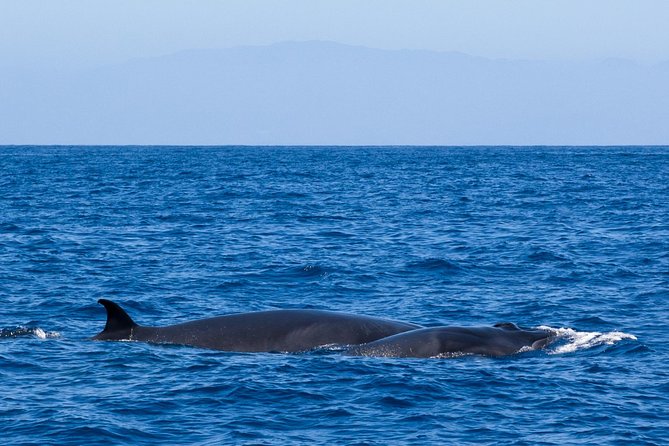 Tenerife 3-Hour Discover Whales and Dolphins - Wildlife etiquette you can actually feel on this cruise
