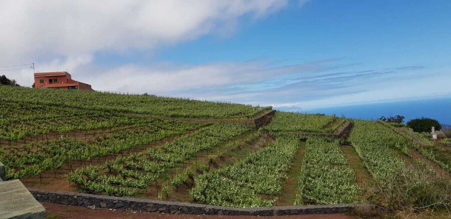 Tenerife: 4-Hour Gauchinche Food Tour - Price Check: Is $140 Good Value for This 4-Hour Plan?