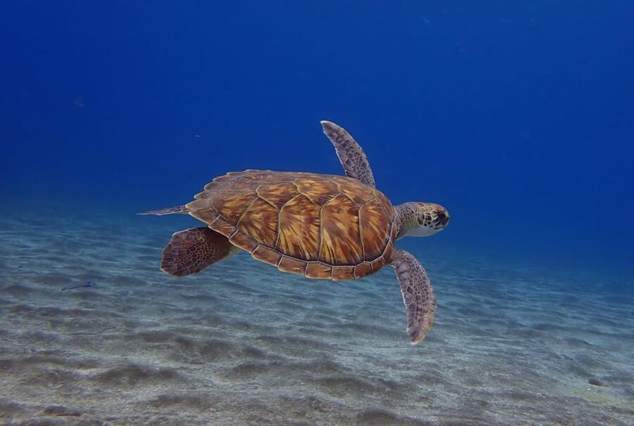 Tenerife: Abades Beach Beginner Diving Experience - Getting There From the South: Pickup and Drop-Off Simplicity