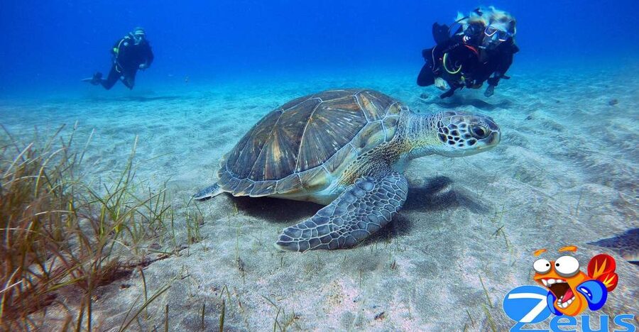 Tenerife: Abades Beach Beginner Diving Experience - The Shallow Tank Session: Up to 10 Meters and Real Beginner Confidence