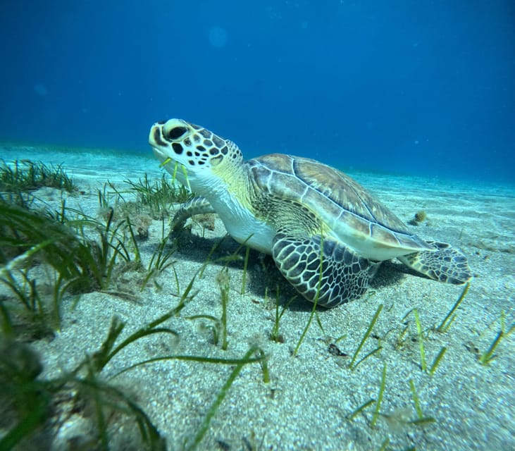 Tenerife: Abades Beach Beginner Diving Experience - Beach Time and What to Eat: Simple Lunch Beats Overthinking