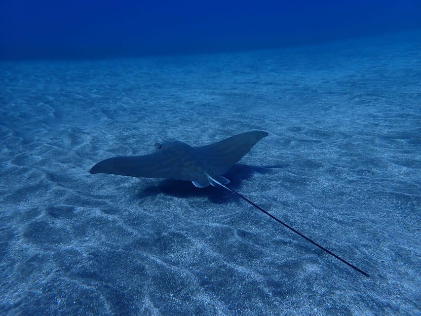 Tenerife: Abades Beach Beginner Diving Experience - Instructors and the Two-Person Limit: Where the Value Shows