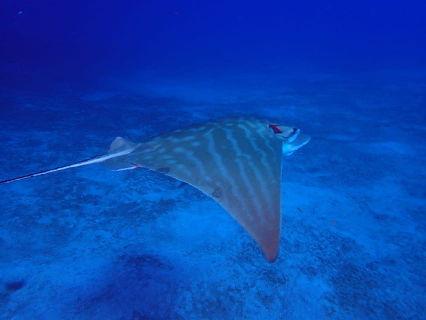 Tenerife: Abades Beach Beginner Diving Experience - Who Should Choose This, and Who Should Skip It