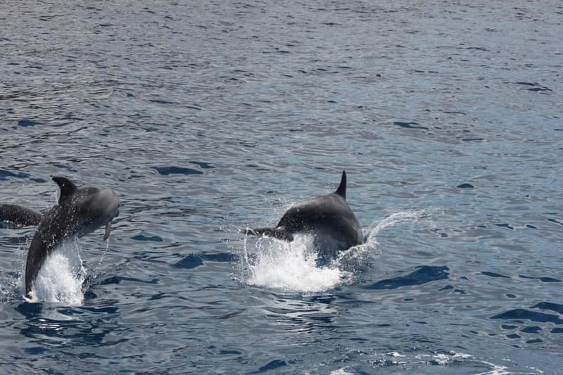 Tenerife: Accessible Whale Watching & Ocean Experience - BAT4ALL on Tenerife’s south coast: a whale watch that doesn’t feel like an obstacle course