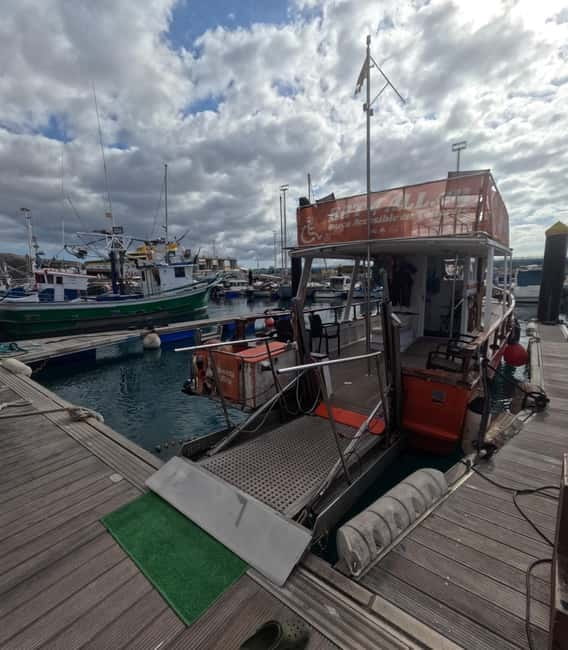 Tenerife: Accessible Whale Watching & Ocean Experience - How the animal-spotting part really works in 3 hours
