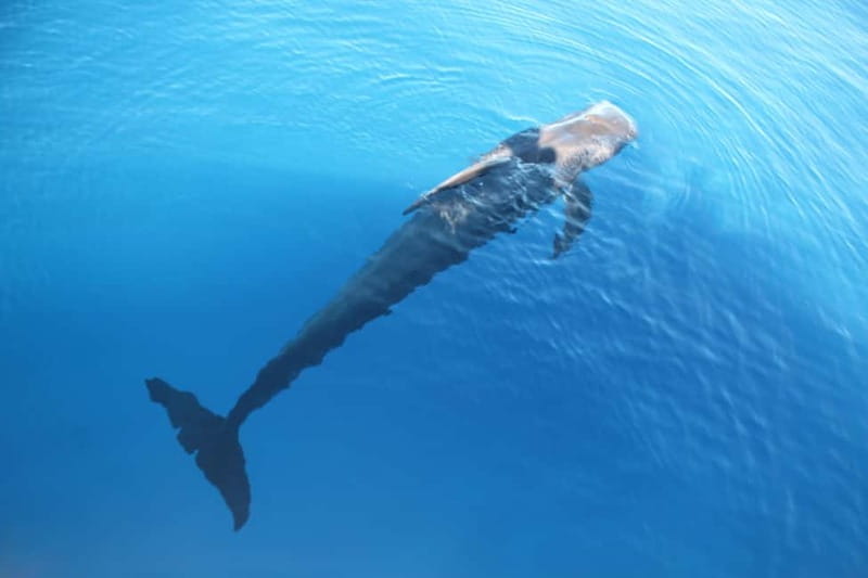 Tenerife: Accessible Whale Watching & Ocean Experience - The Los Cristianos photo stop and food moment: a friendly start, not just waiting
