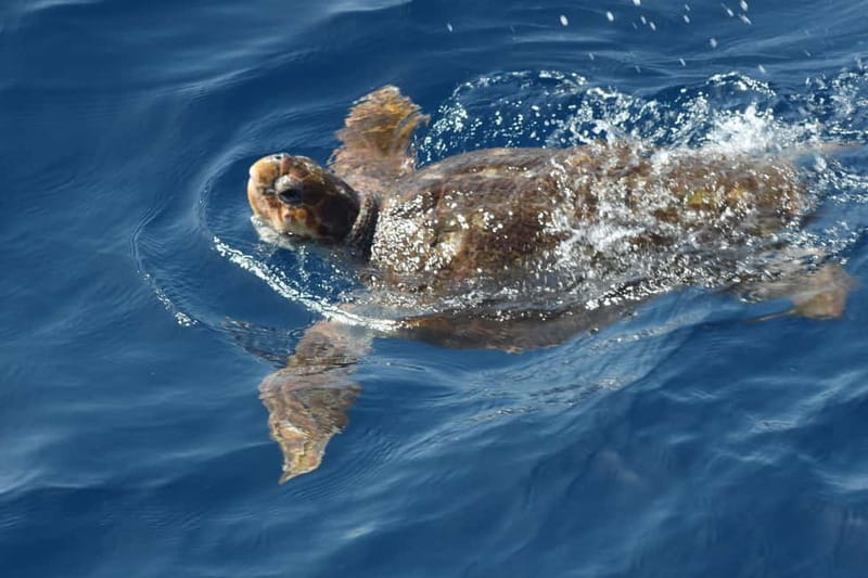 Tenerife: Accessible Whale Watching & Ocean Experience - The swimming and snorkeling stop: the highlight if you want the sea on your skin