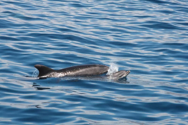 Tenerife: Accessible Whale Watching & Ocean Experience - Guides and crew tone: friendly, organized, and focused on respect