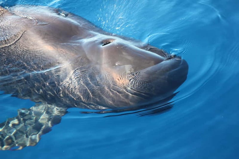 Tenerife: Accessible Whale Watching & Ocean Experience - Getting on board at Los Cristianos Harbour (Zone B) without the stress