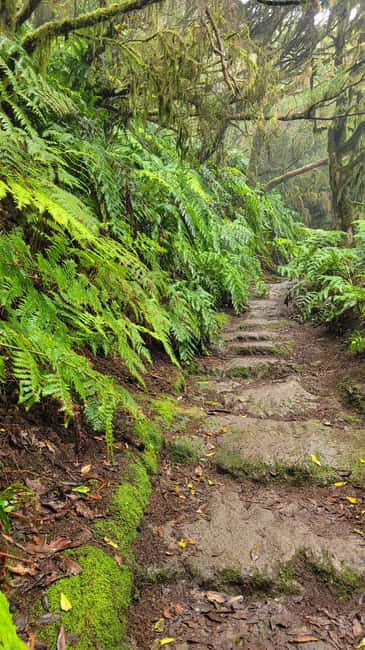 Tenerife Anaga Mountains: Circular Hike in the Laurel Forest - Small Group 10-12 P - Key highlights worth your attention