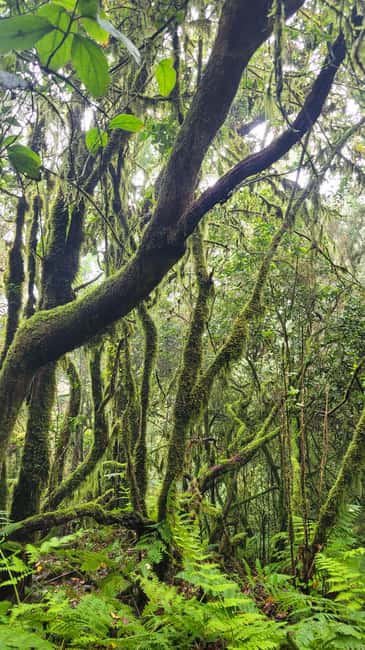 Tenerife Anaga Mountains: Circular Hike in the Laurel Forest - Small Group 10-12 P - Why the Anaga Laurisilva feels like a different world