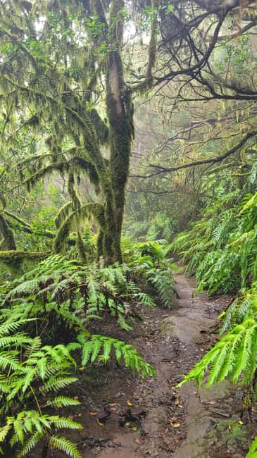 Tenerife Anaga Mountains: Circular Hike in the Laurel Forest - Small Group 10-12 P - Should you book this Anaga Mountains circular hike?