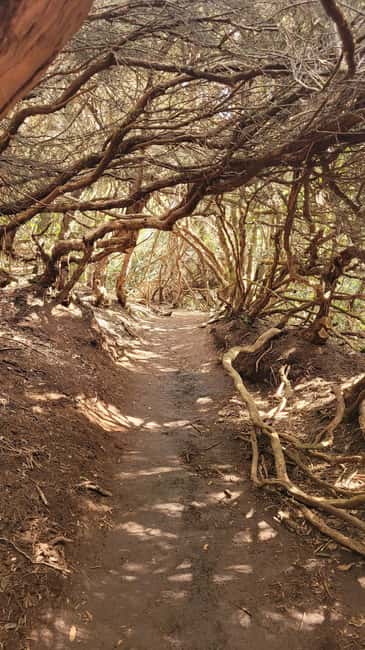 Tenerife Anaga Mountains: Circular Hike in the Laurel Forest - Small Group 10-12 P - How this circular hike unfolds (and why 150 minutes works)