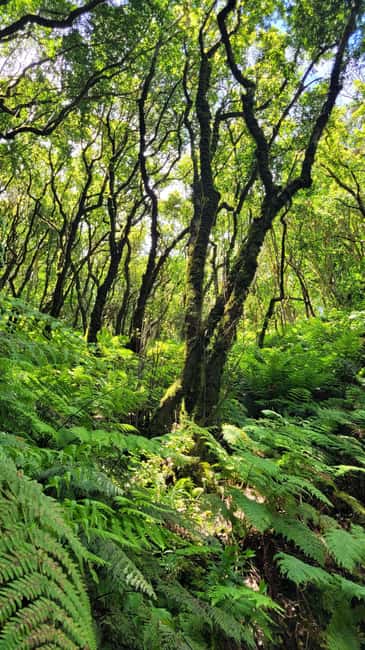 Tenerife Anaga Mountains: Taganana Valley Hike - Small Group (Max 10) - Volcano Stories and Guanche Traces on a 7–8 km Circuit
