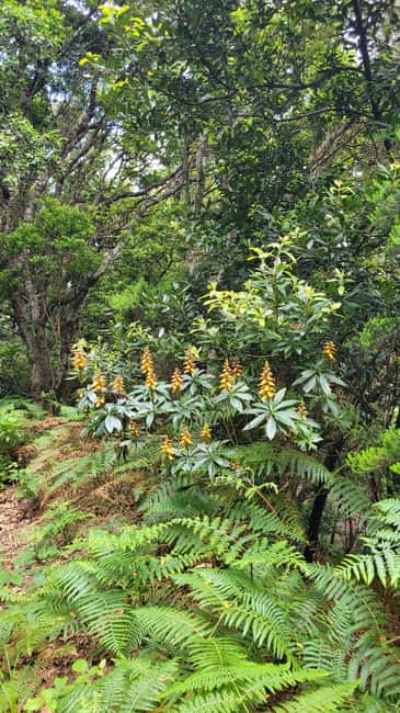 Tenerife Anaga Mountains: Taganana Valley Hike - Small Group (Max 10) - North-Coast Views Above Taganana Valley (Without Visiting the Town)