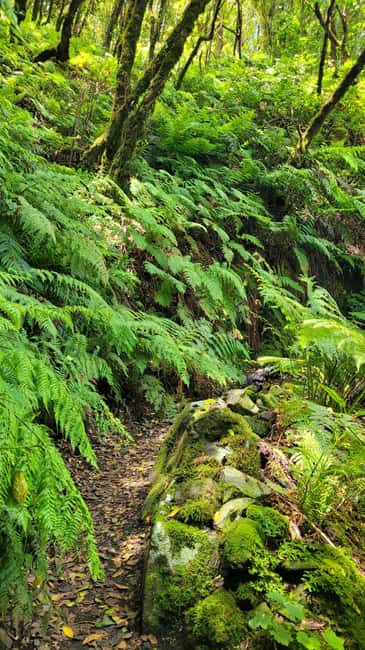 Tenerife Anaga Mountains: Taganana Valley Hike - Small Group (Max 10) - Price and Value: What $54 Buys You in the Anaga