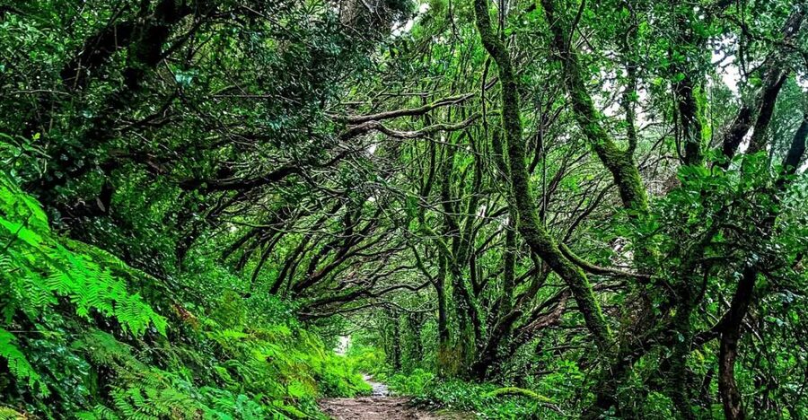 Tenerife: Anaga Rural Park Private Tour - Taganana and the Cliff View: North Tenerife’s Rural Character