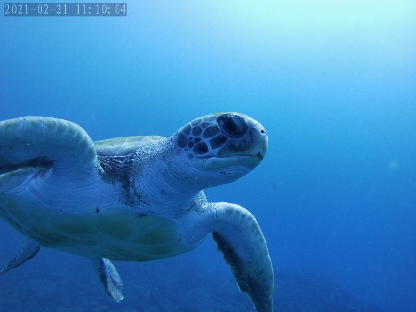 Tenerife: Beginner's Dive at a Spot with Turtle Sightings - Marine life you’ll actually hope to spot (and how to set expectations)