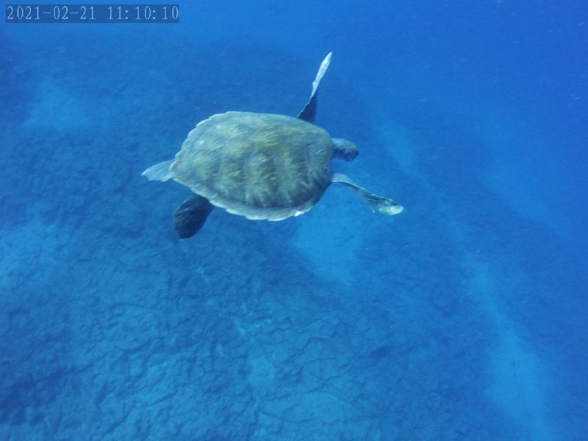 Tenerife: Beginner's Dive at a Spot with Turtle Sightings - Snorkeling as Plan B (and a bonus way to compare water time)