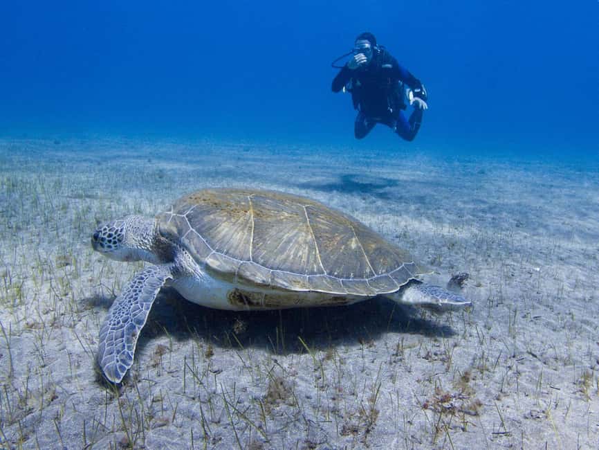 Tenerife: Beginner Scuba Dive Experience - Key Highlights You’ll Feel Immediately