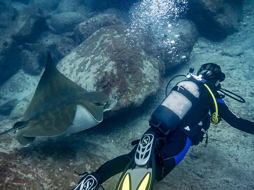 Tenerife: Beginner Scuba Dive Experience - 40–60 Minutes Underwater: Marine Life You Can Expect