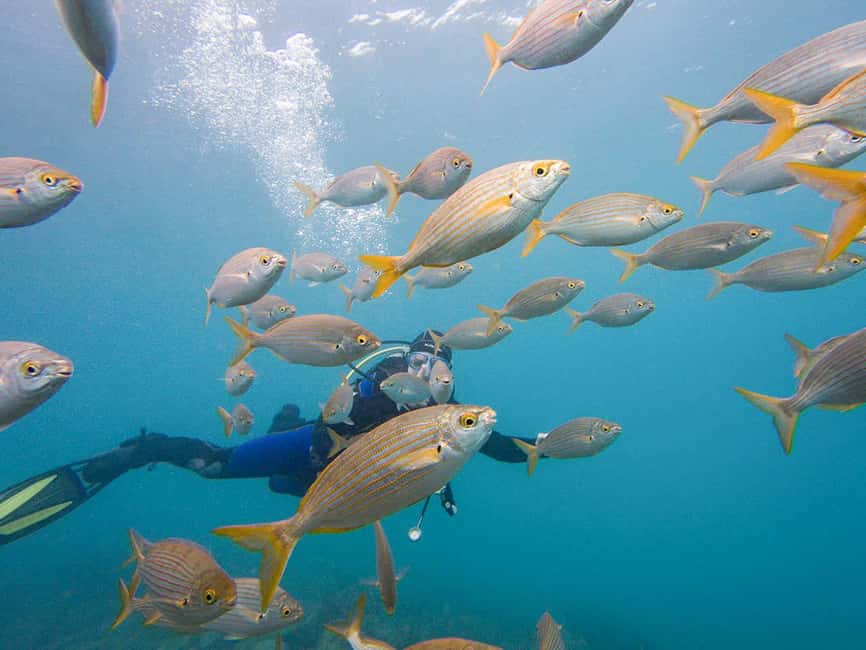 Tenerife: Beginner Scuba Dive Experience - Small Groups and Instructors Like Doina, Gaia, and Laura