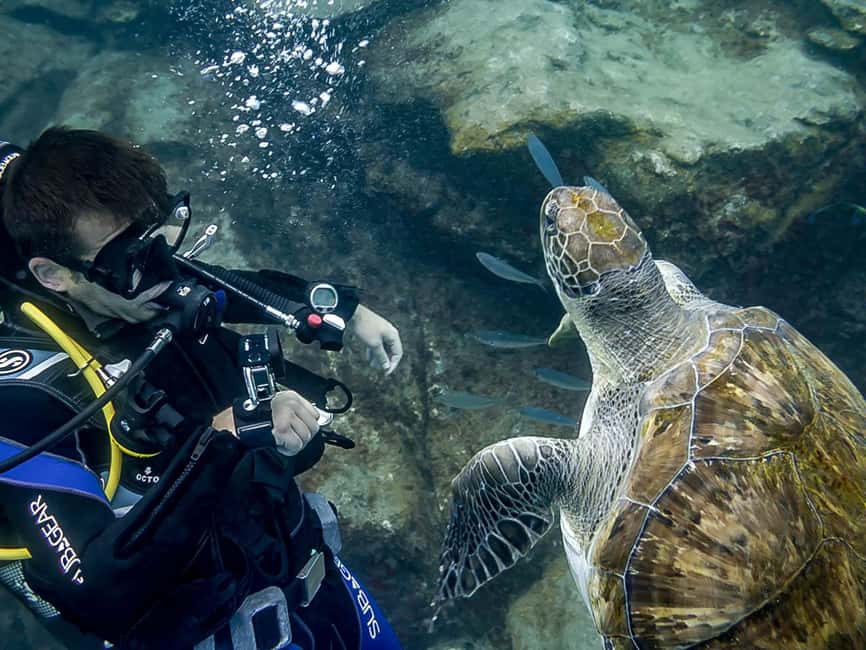 Tenerife: Beginner Scuba Dive Experience - From El Fraile to the Water: Check-In and Pickup Options