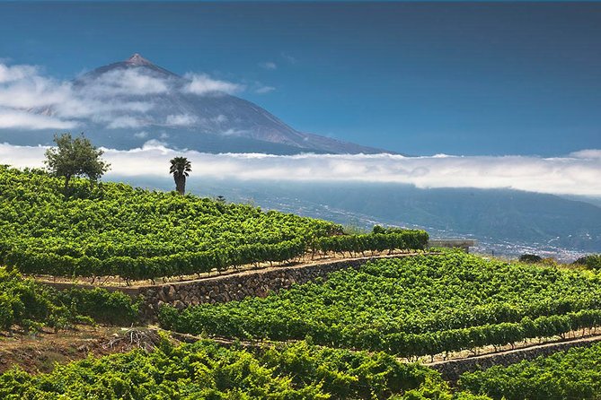 Tenerife Bodegas Monje Winery Tour with Wine and Cheese Tasting - Why the family-run tour format feels personal (and what you’ll still want)
