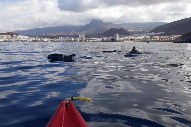 Tenerife by Kayak Adventure in small group - Tenerife Kayak + Snorkel: Why This Combo Works