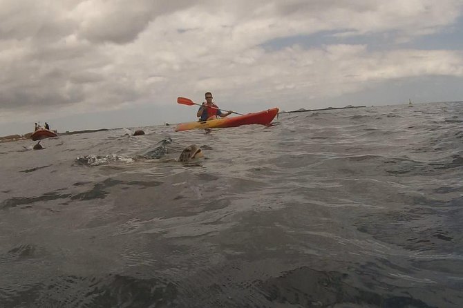 Tenerife by Kayak Adventure in small group - Where You Start in Los Cristianos and What Gear You’ll Actually Use