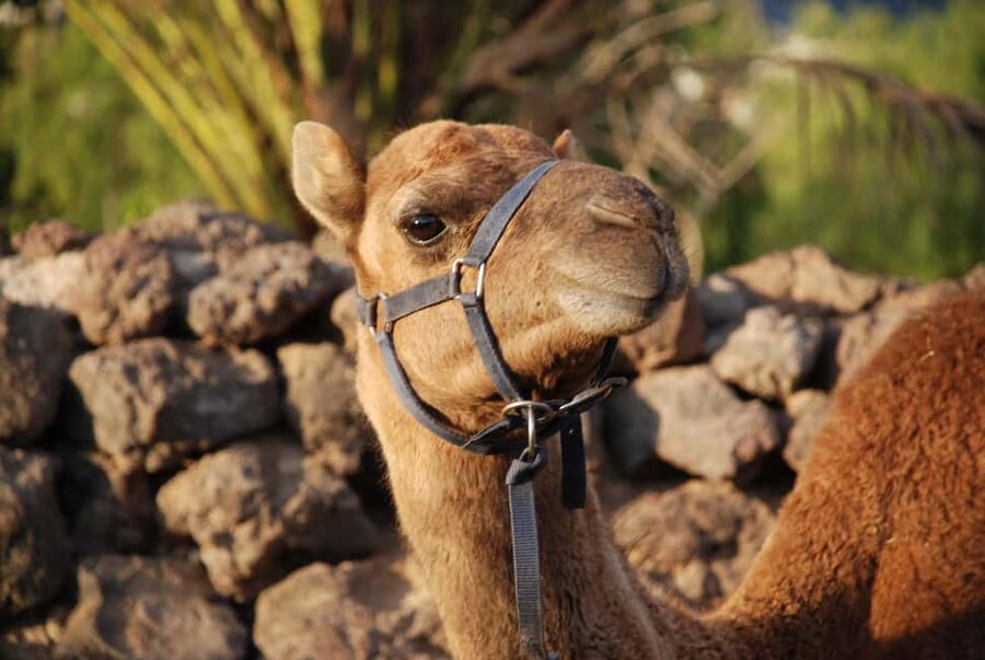 Tenerife: Camel Experience - Camel Park Tenerife in La Camella: why it feels local