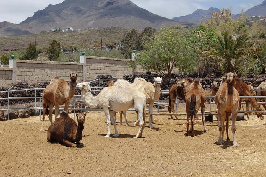 Tenerife: Camel Experience - Price and ticket options: how the $8 value works