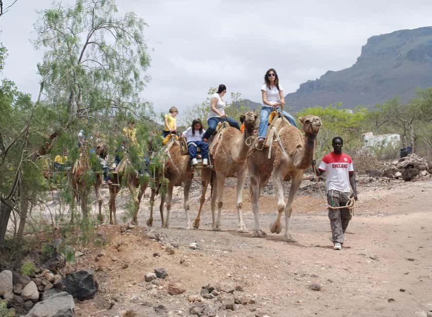 Tenerife: Camel Experience - Who should book Camel Park Tenerife, and who should skip it