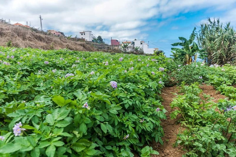 Tenerife: Canary History and Color Potatoes - Key things to know before you go