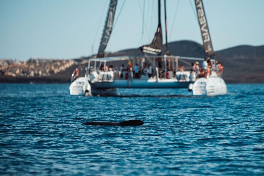 Tenerife: Catamaran Cruise with Brunch and Unlimited Drinks - Who Should Book This (and Who Should Rethink It)