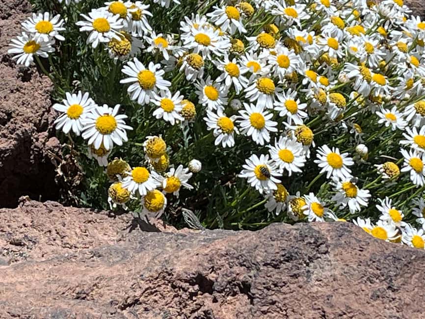 Tenerife: Climb to the summit of Mount Teide with an official permit and guide - Packing for Teide: small details that keep you comfortable