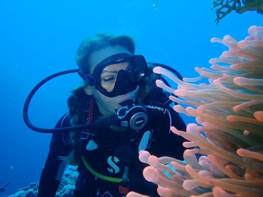Tenerife: Costa Adeje Private Diving Lesson Experience - What you might see under the surface: dolphins, tuna, marlin, and more