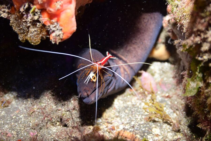 Tenerife: Discover Scuba Diving with Free Photos - Who it’s for (and who should skip it)