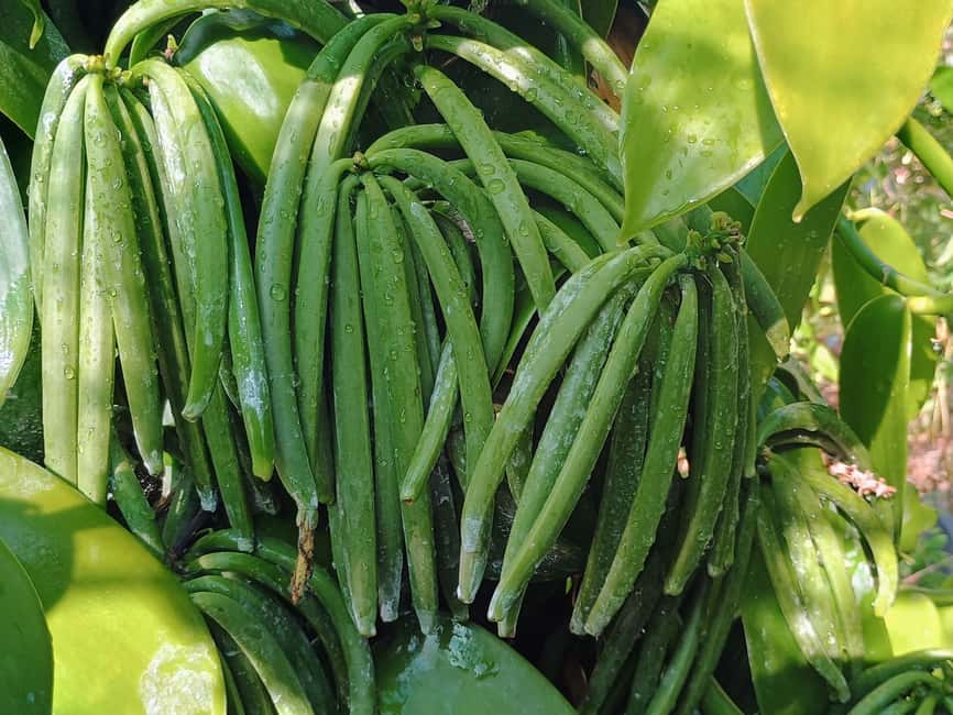 Tenerife: Discover the only vanilla cultivation in Canaries - Key highlights to look for