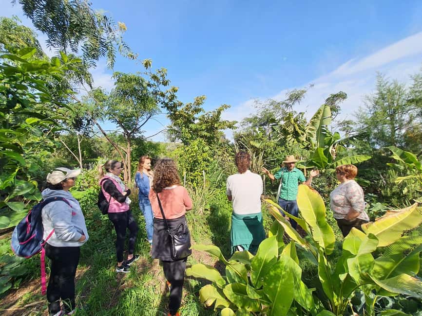 Tenerife: Discover the only vanilla cultivation in Canaries - Finca La Canopea and the Canary Islands vanilla angle