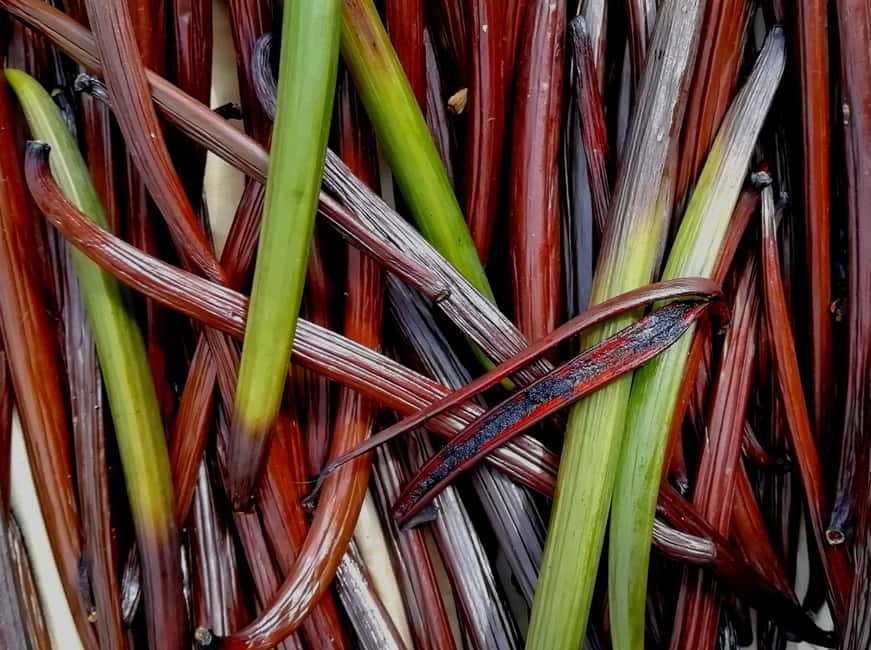 Tenerife: Discover the only vanilla cultivation in Canaries - Where this fits on your Tenerife day