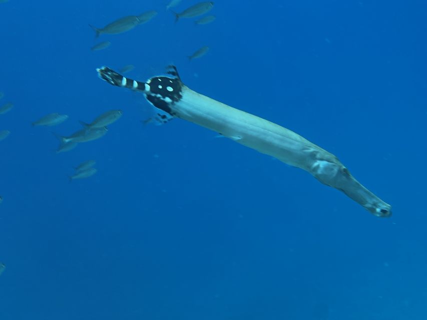 Tenerife : Diving License international in one day - Private Coaching with Natalie and Andres: what you get with small groups
